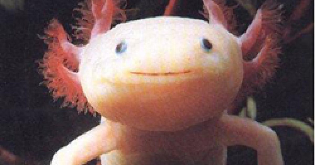A csodálatos öngyógyító: az axolotl