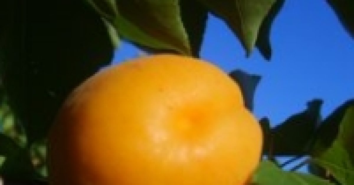 Sárgabarack – egészséges, sokoldalú gyümölcs