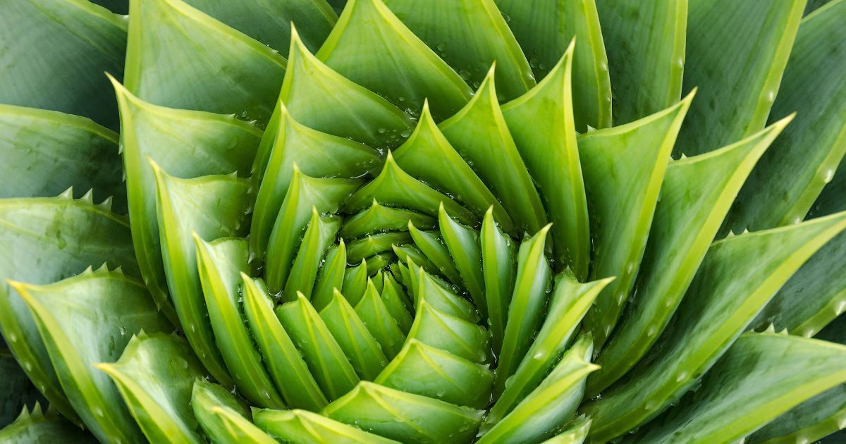 PharmaOnline - A cukorbetegek gyógyszere lehet az Aloe vera?