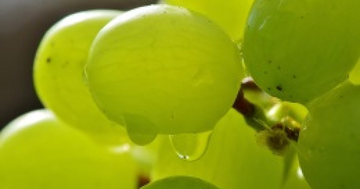 A szőlő – súlyszabályozó, sejtvédő
