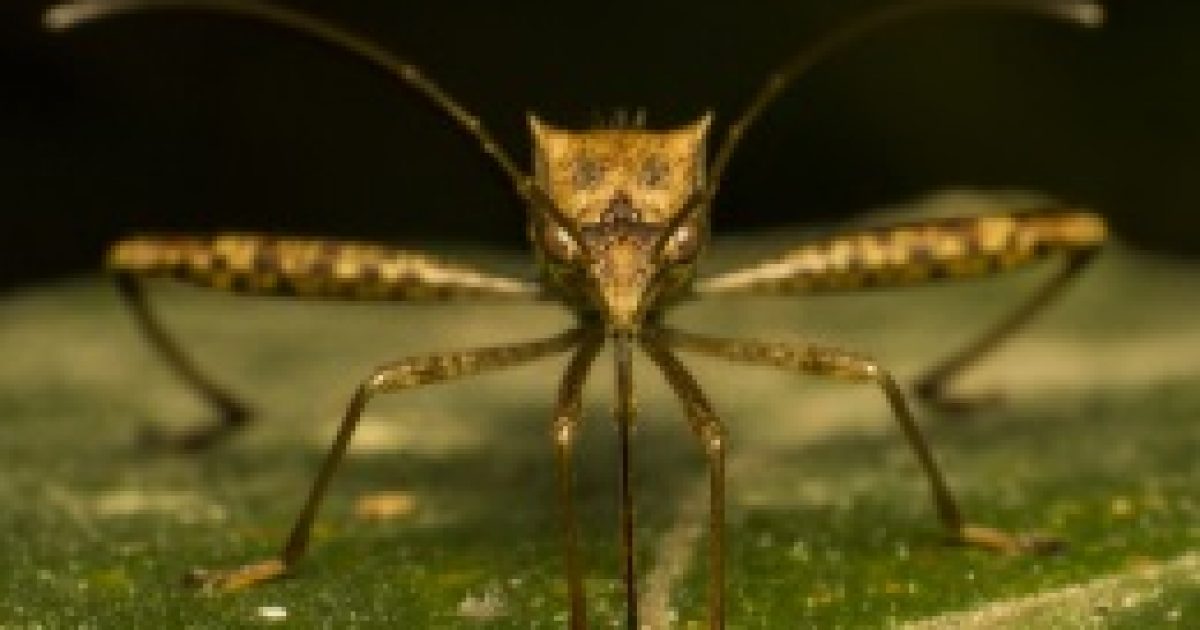 A géneken múlik a szúnyogok ízlése?