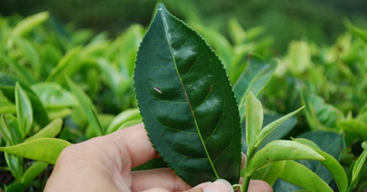 hogyan lehet elveszíteni a hasi zsírt cs guava fa levelek a fogyáshoz