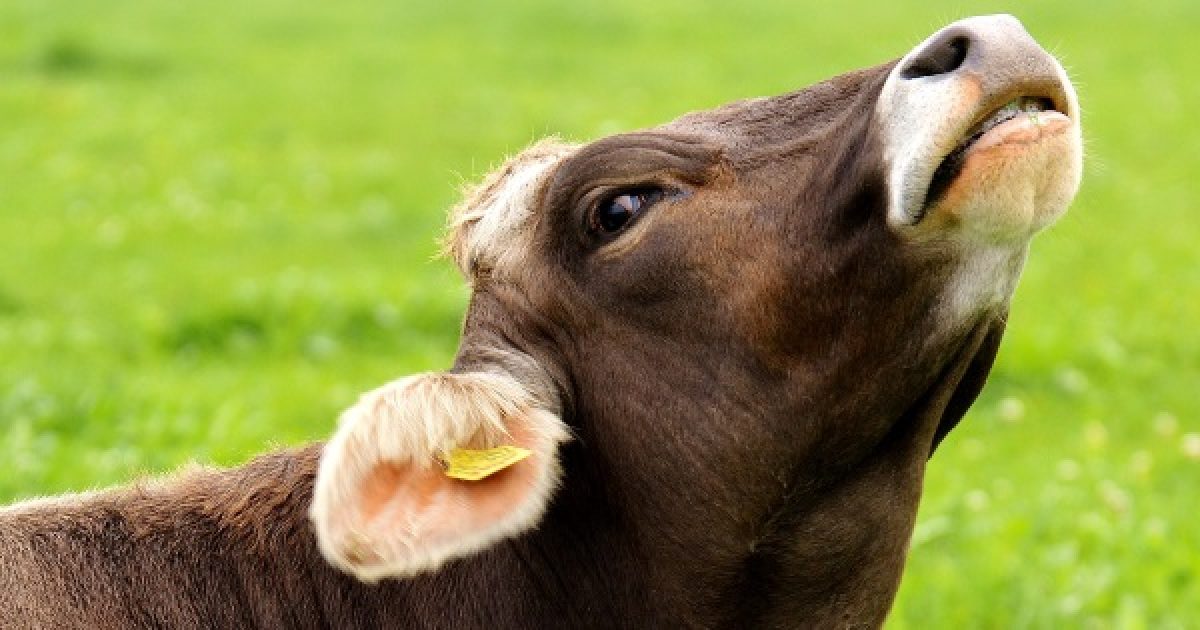 Fenntartható fehérjeforrásaink – állati jó alternatívák (1)