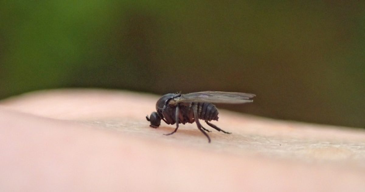 Púposszúnyog: kis rovar fájdalmas csípéssel