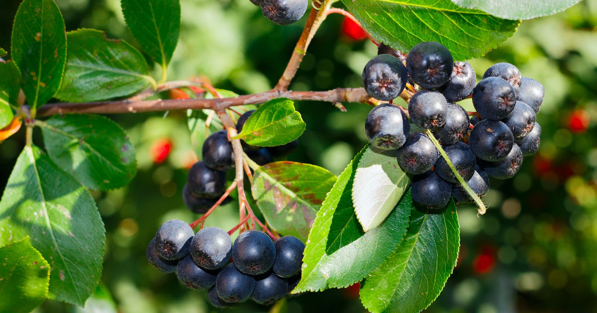 fekete-tree berkenye a cukorbetegség kezelésében diabetes éget lábak kezelésére