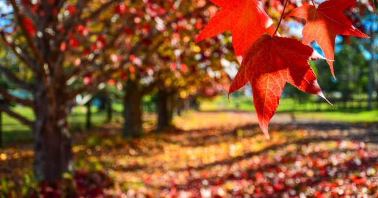 Természetes egészség: amit csak az ősz kínál