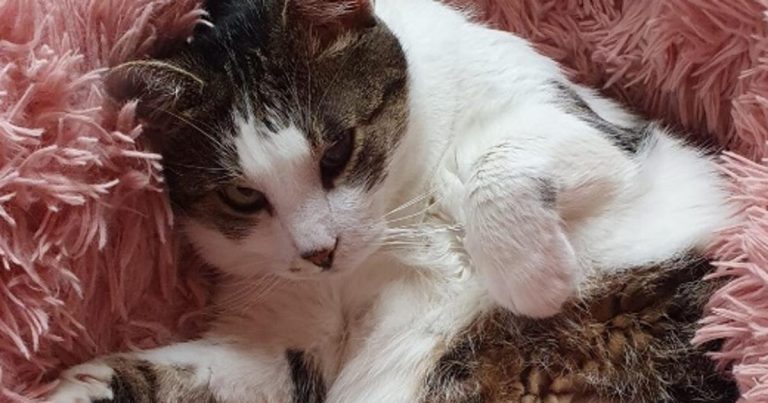 Cicu cica csodás gyógyulása